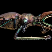 A closer look to diversity in Coleoptera: a macro approach for beetles.