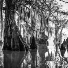 Atchafalaya Dawn