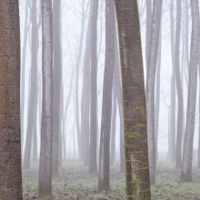 Fog around us