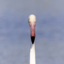 Phoenicopterus
