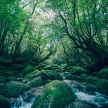 Life Stream.