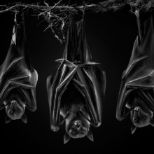 The Sect