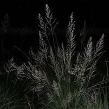 Under the Nocturnal Light