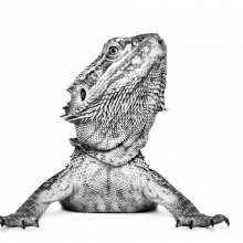 Reptilian