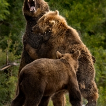 Angry Bears