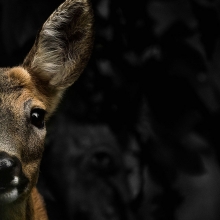 Deers