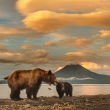 Bear Mother Fighting to Survive