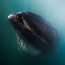 a rare encounter with a bryde's whale