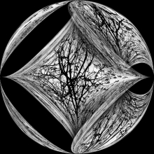 Tree branches