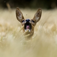 Scream