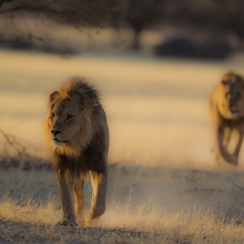 Kalahari