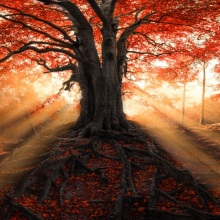 The house of the Fairy