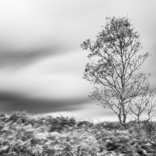 Windy day