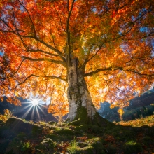 TREE OF LIFE
