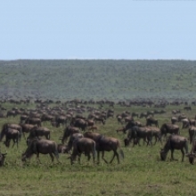 The Tenebo Herd: Life of a Serengeti of Wildebeest 