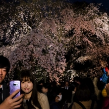 Portraits of Sakura