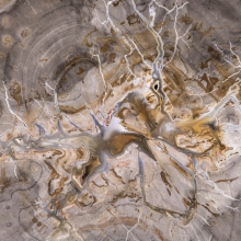 Hippocampus