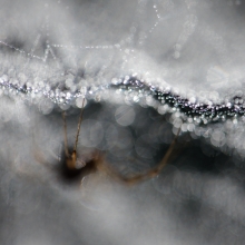 Spiders
