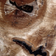 Celula tronco