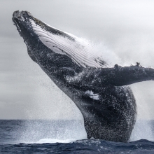 Whale dance