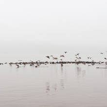 The Birds