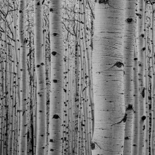 Aspen Trees