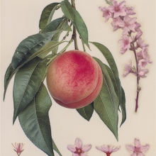 The Holy Fruition