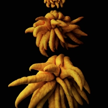 Portrait of Fruits