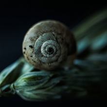 The spiral