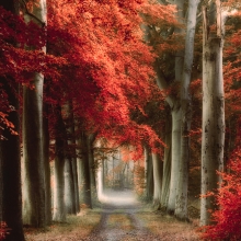 Magic of nature