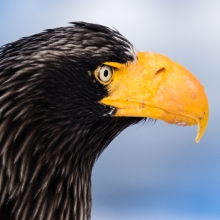 Steller's sea eagle