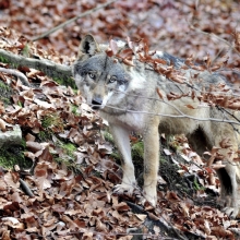 wildlife