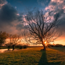 Magic trees