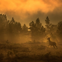 Morning Magic