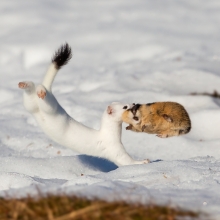 The tiny white killer