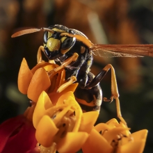 Insects in my backyard