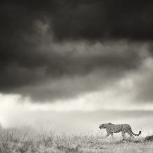 Walking Proudly 
