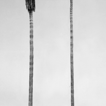 Palm trees
