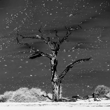 The tree