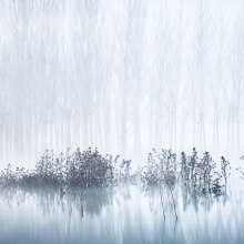 Cold & Foggy Morning in the Swamp
