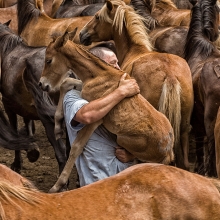 Wild Horses