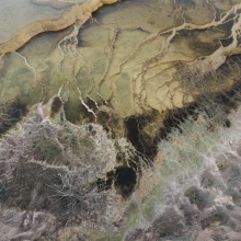 Microbial Growth