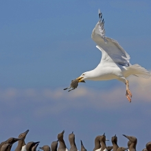 Herring Gull with Guillemot chick