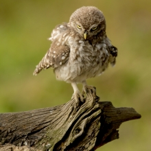 Little Owl