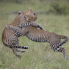 The life of leopards
