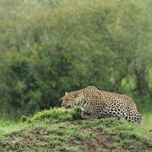 A Leopard stalking in rain