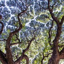 Fractals