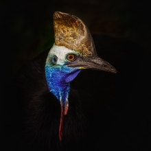 Cassowary