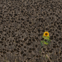 Sign of Life