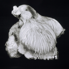 Dejeuner
